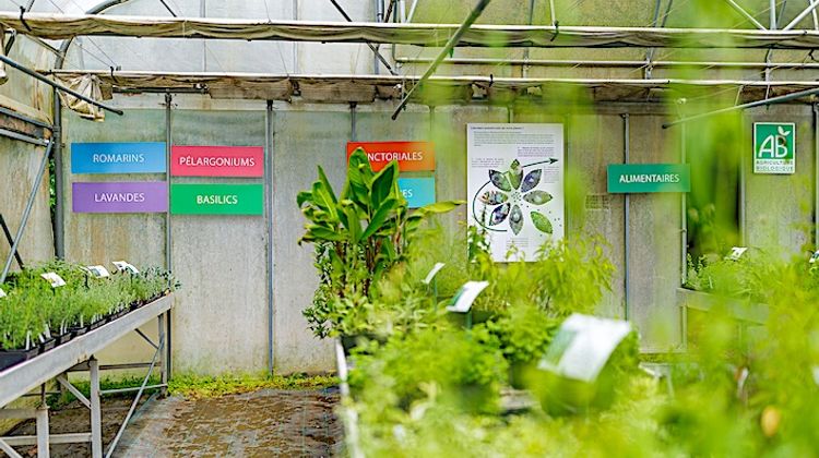 PROMETTEUSES – Plantes à parfum, aromatiques et médicinales à Auch